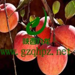 陕西九龙农产品官网宜川苹果